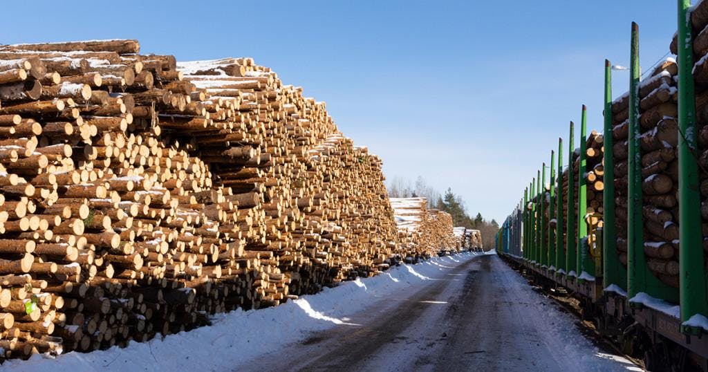 Log spruce trunks pile. Sawn trees from the forest. Logging timber wood industry. Cut trees along a road prepared for transport.